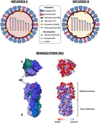 Universal Vaccines and Vaccine Platforms to Protect against Influenza Viruses in Humans and Agriculture